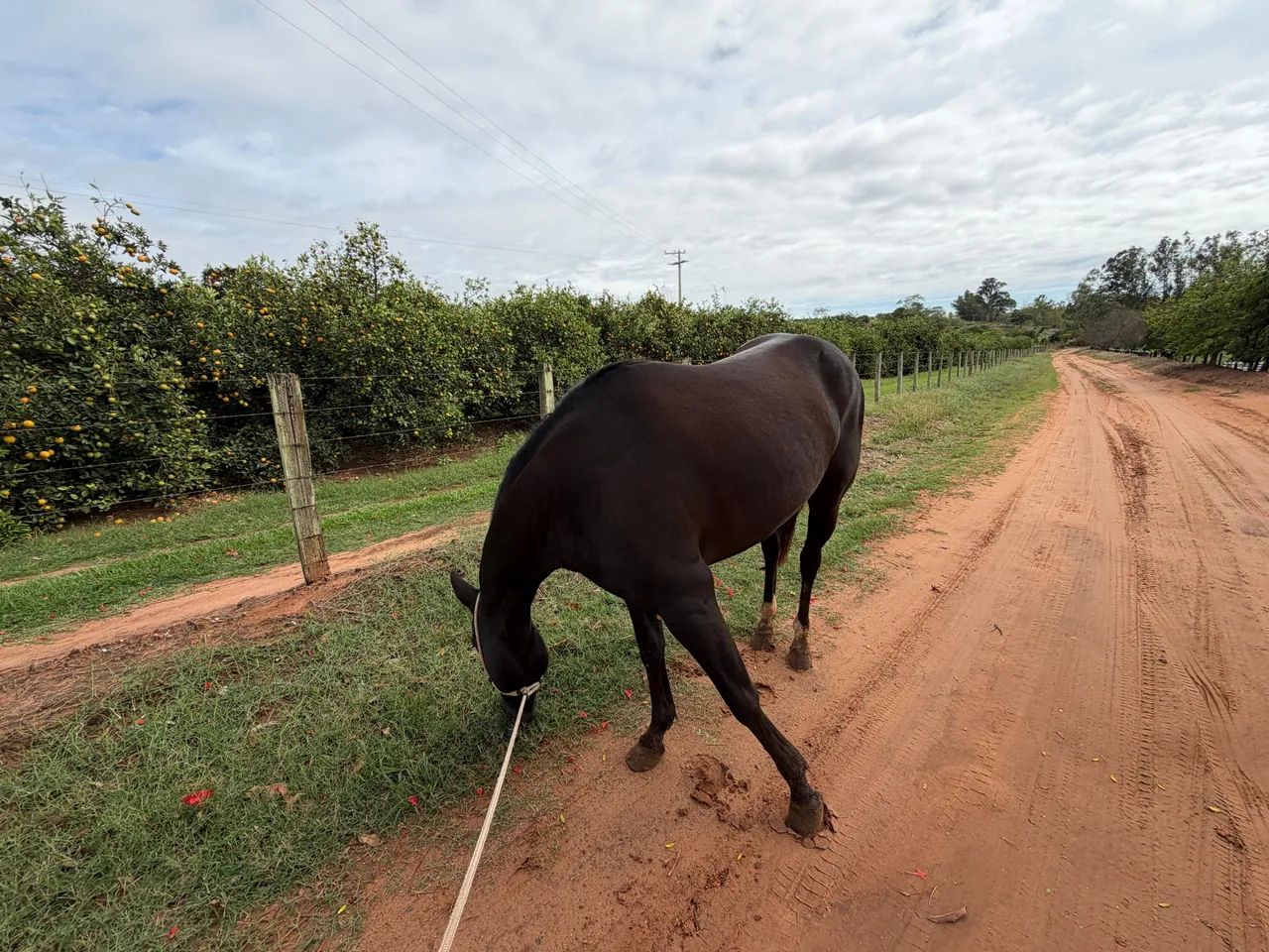 Égua Quarto de Milha - Foto 2