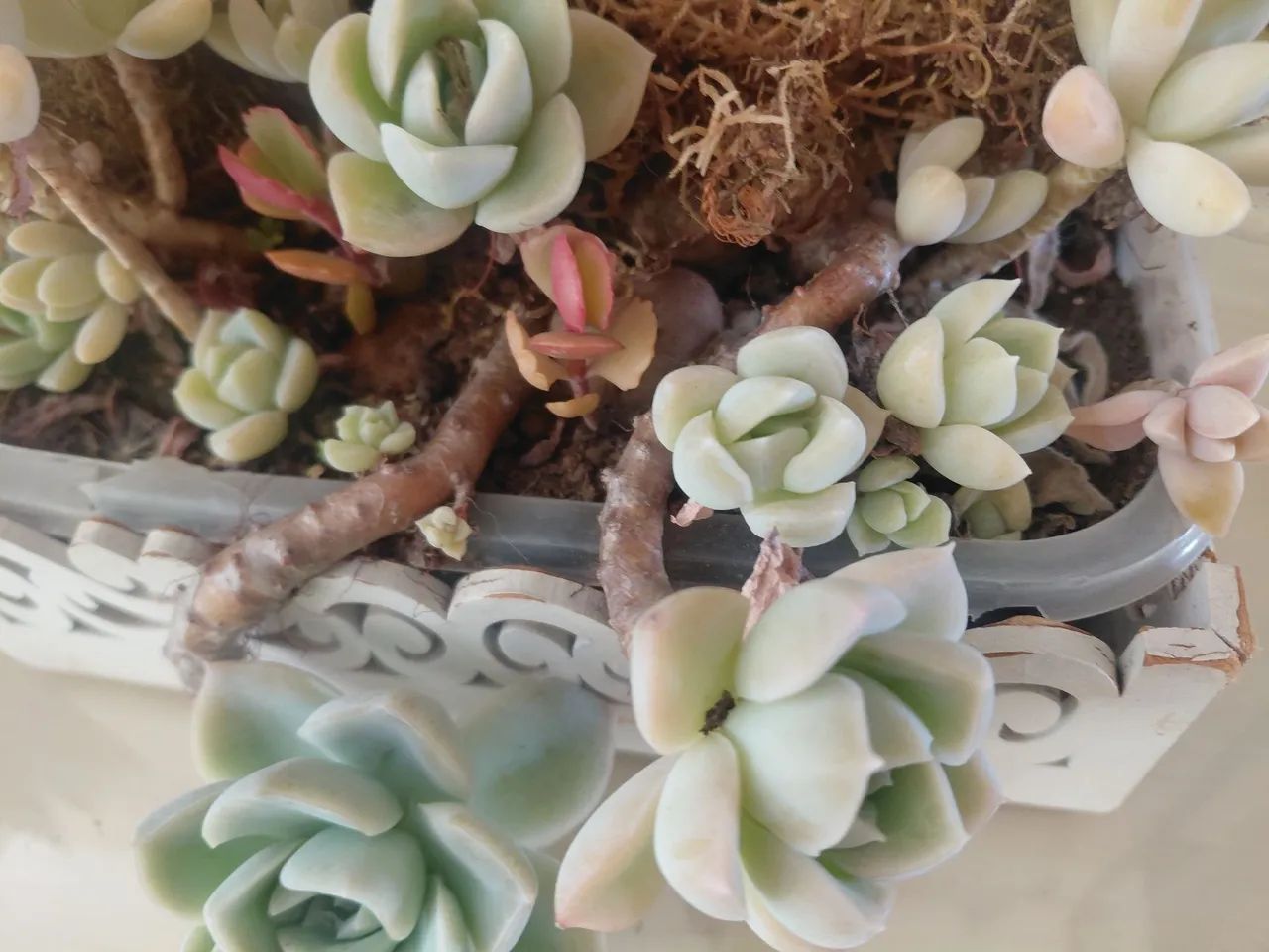 Jardinagem  - Foto 4