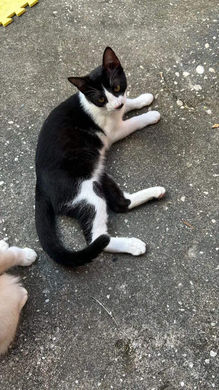 Gato MACHO frajolinha  - Foto 2