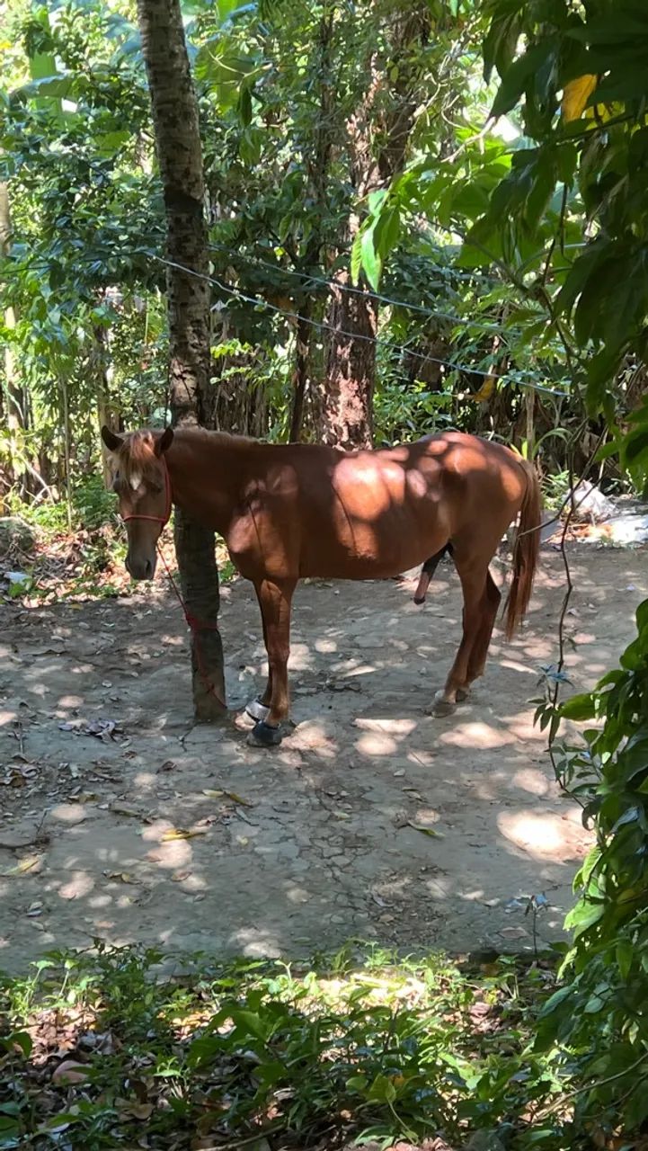 Cavalo - Foto 3