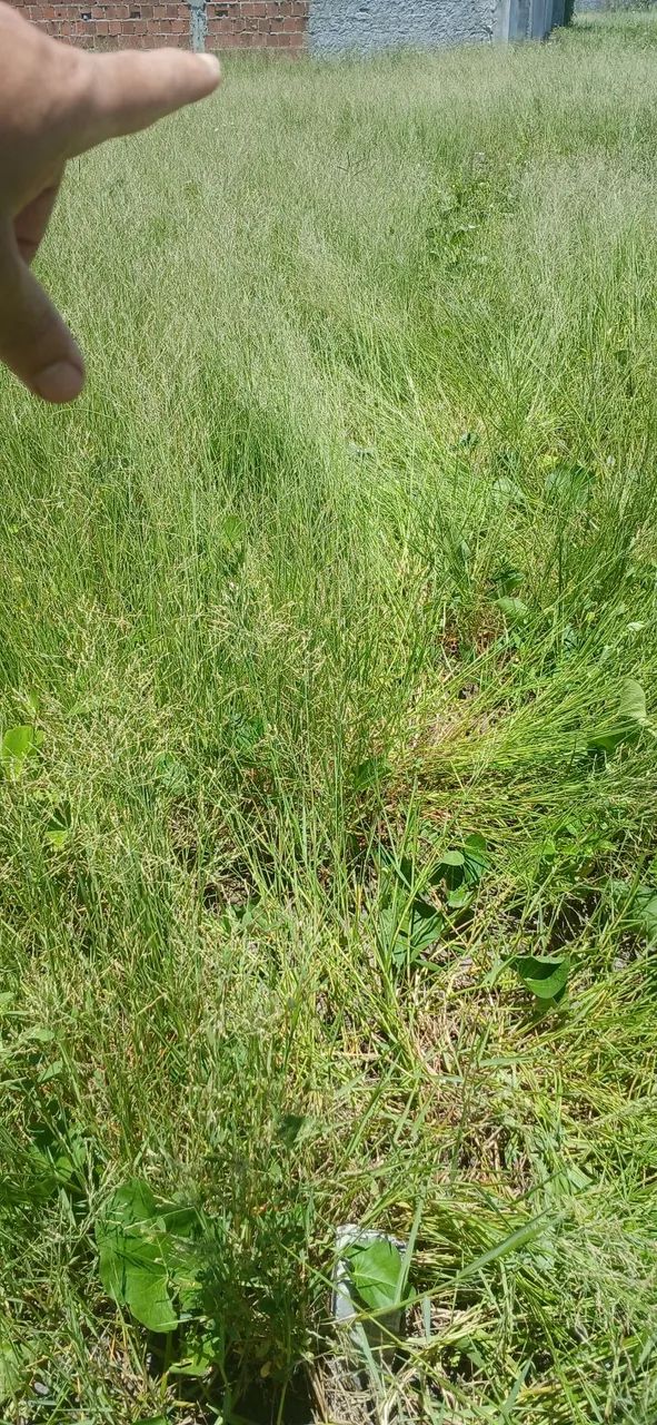 Terreno em Itapssuma  - Foto 2