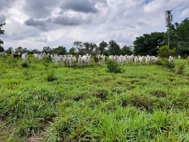 Faz. com preço muito bom, Araguaina/Tocantins, Pega imóveis em Brasília. - Foto 2
