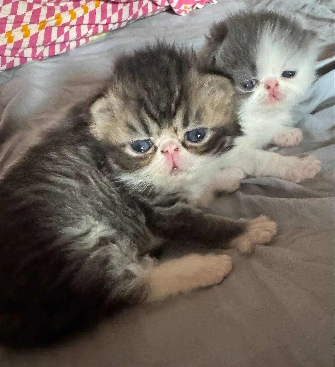 Filhotes de gato Persa 65579536474113124