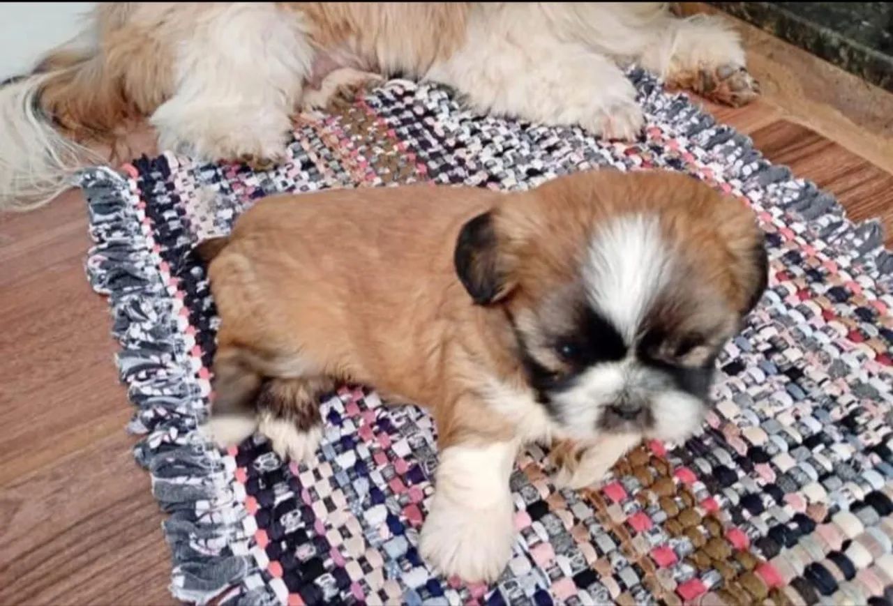 Lhasa Apso macho disponível 