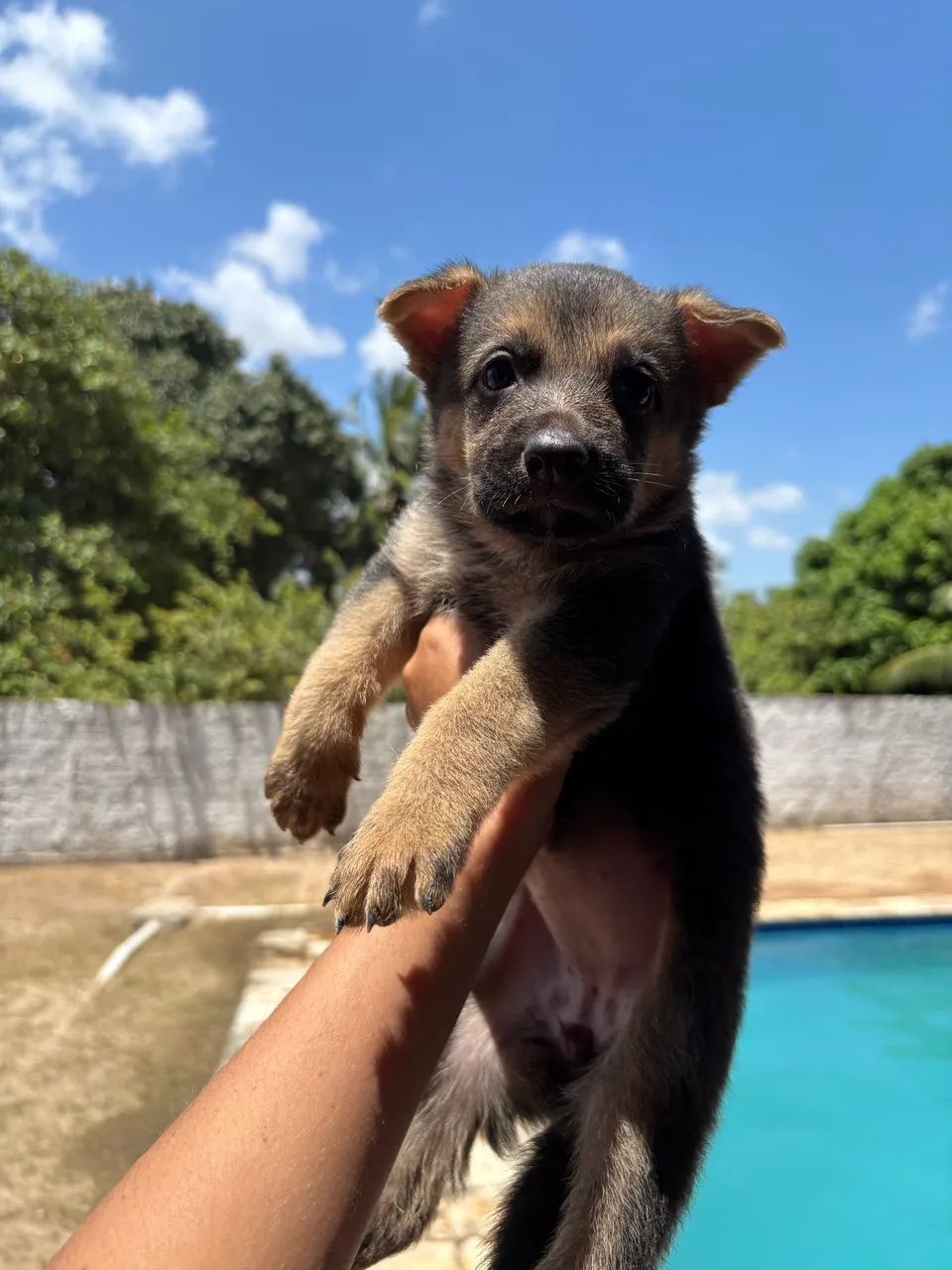 Pastor alemão  - Foto 4