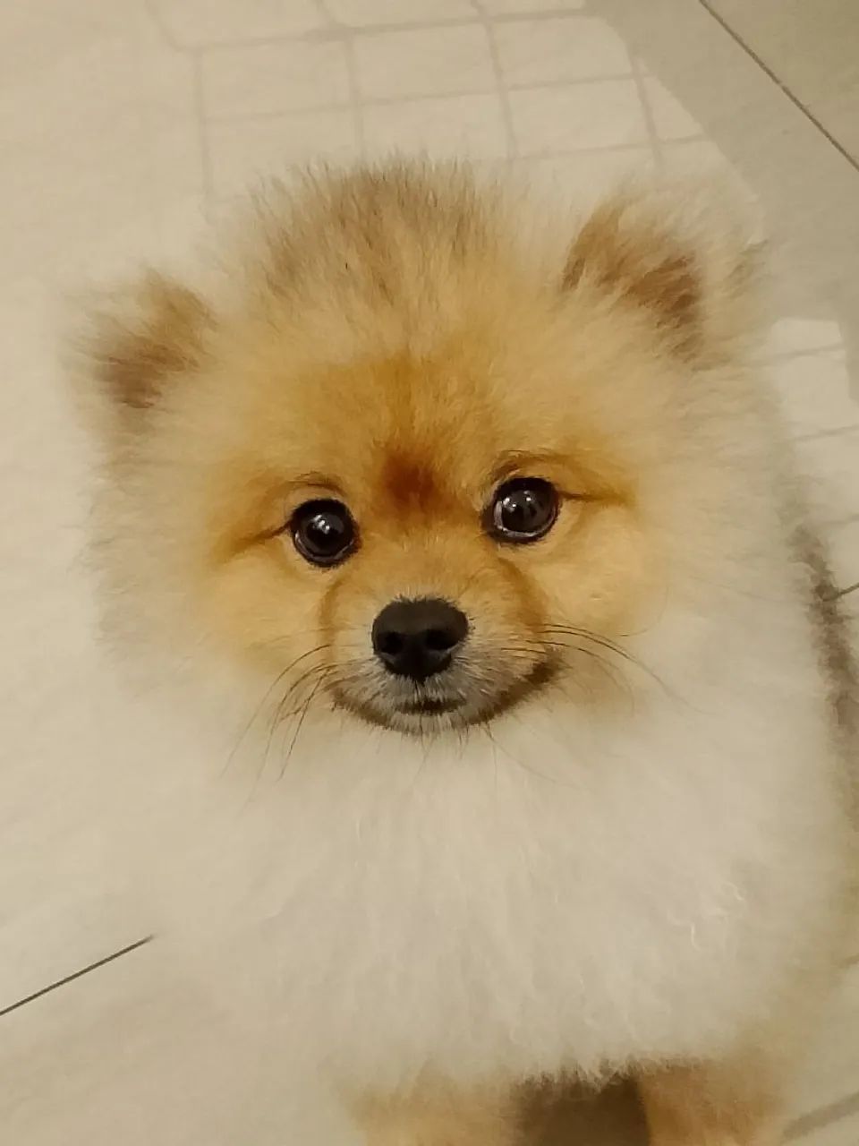 Spitz alemão 