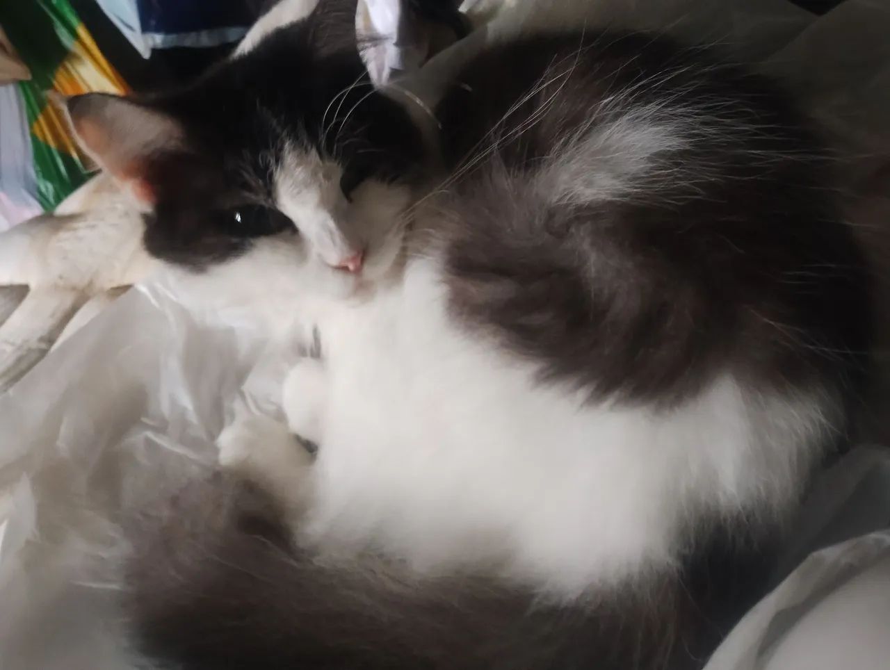Doa-se gatos castrado  - Foto 3