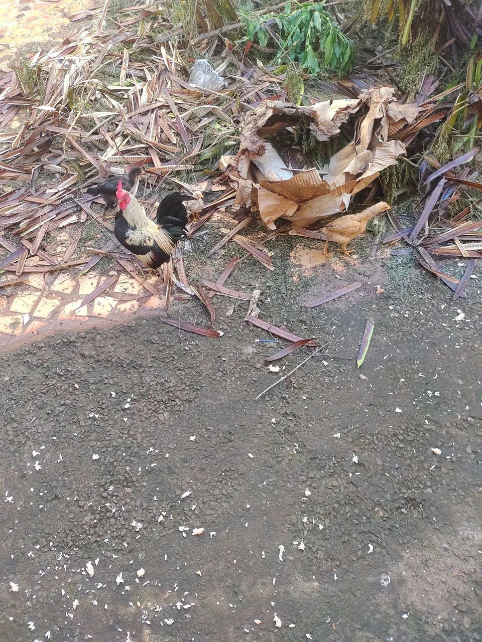 Pintinhos de galinha gigante. - Foto 5