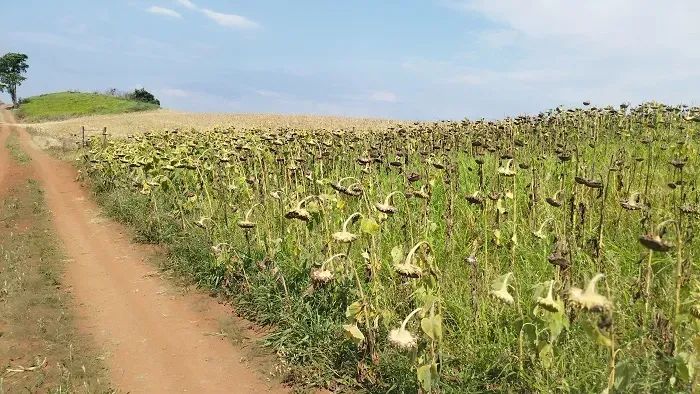 Área Rural 1.5 Alqueires