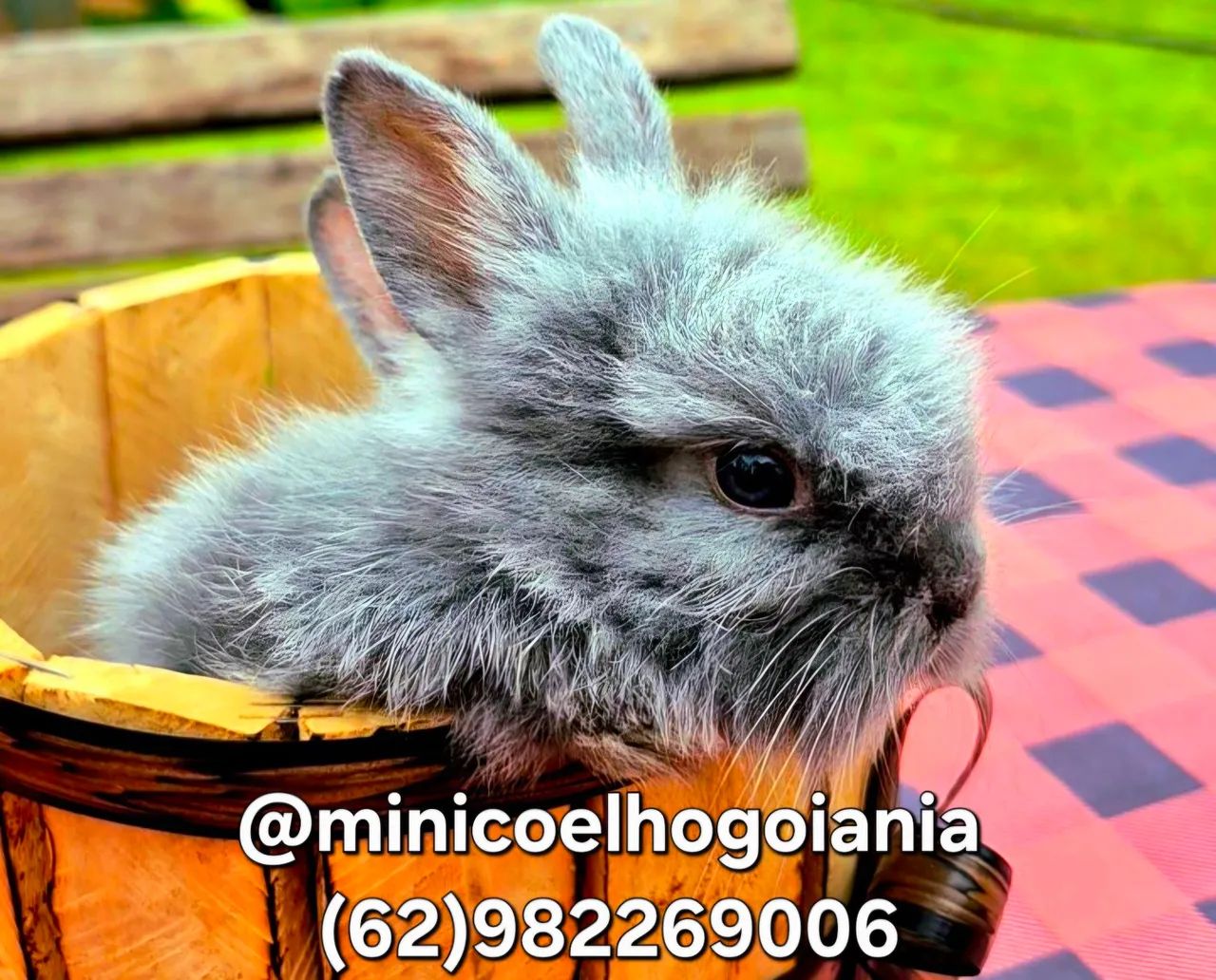 Mini Coelho Anão Lionhead Olhos Azuis - Filhotes Muito Lindos em Goiânia - Foto 3