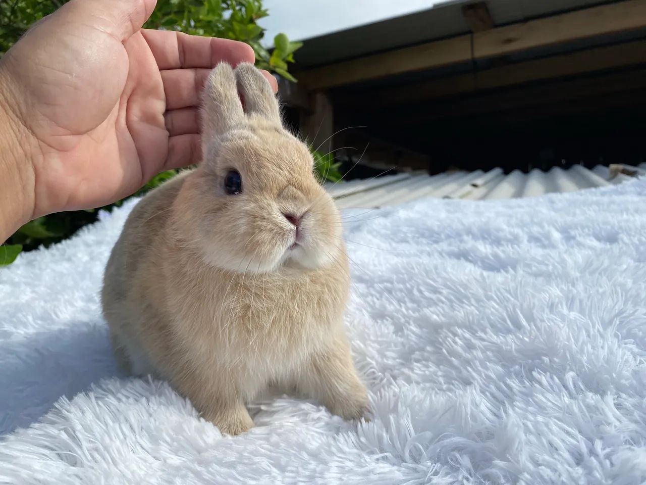 MINI COELHOS E ANÕES65203711998594121