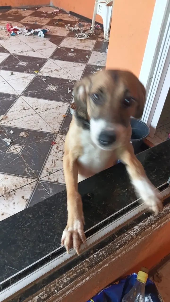 Cadela - Foto 3