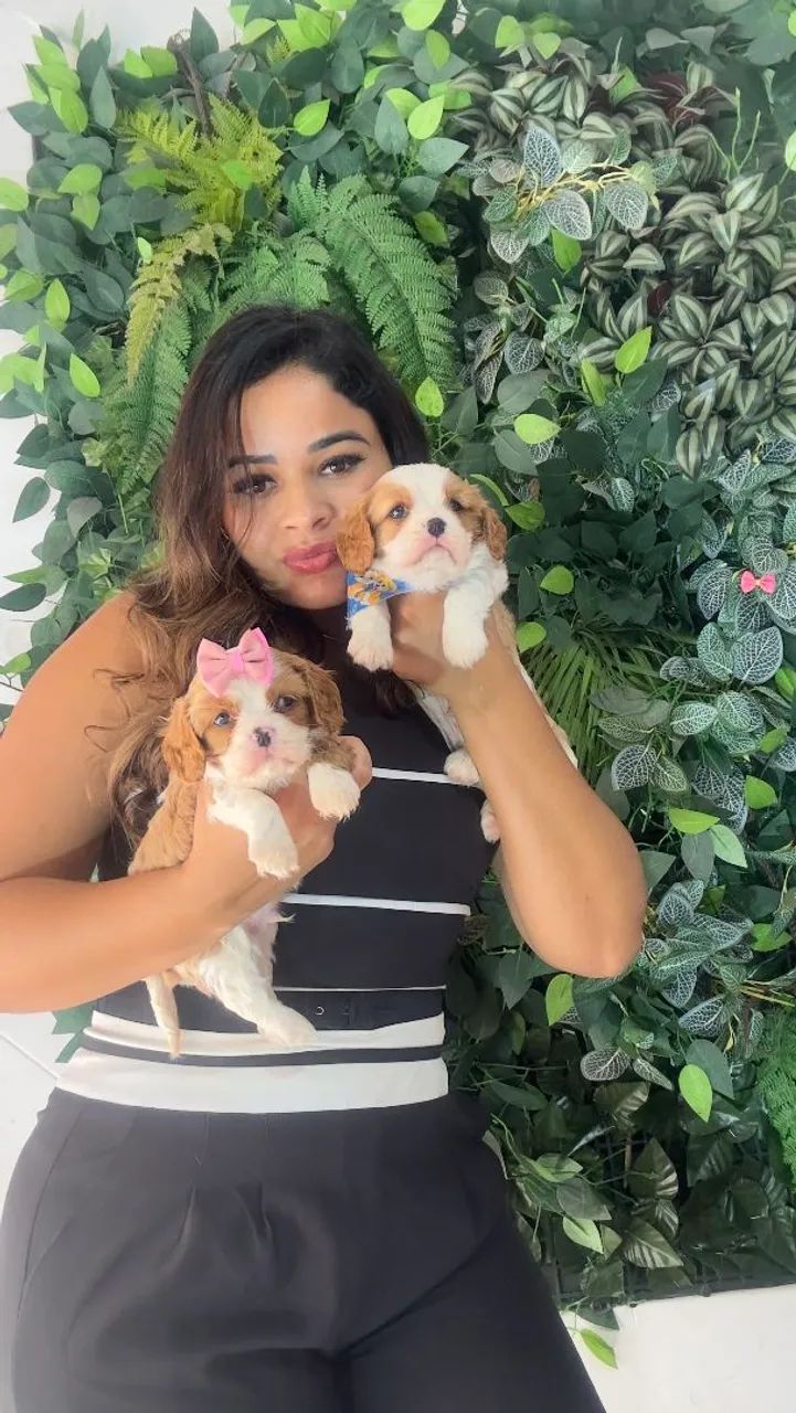 Cavalier King de alto padrão 