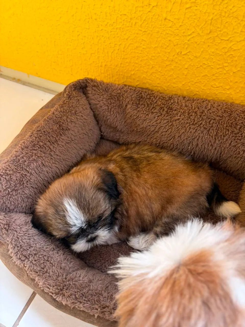 Shihtzus  - Foto 2