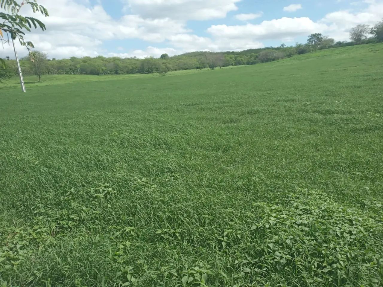 Fazenda à Venda