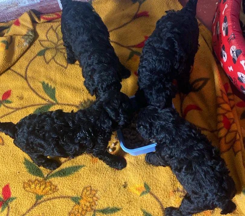 Poodle toy fêmea machos  - Foto 3