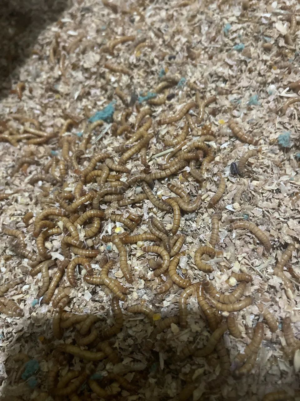 Larvas de Tenébrio  - Foto 5