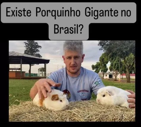 Lhamas e Alpacas - Foto 5
