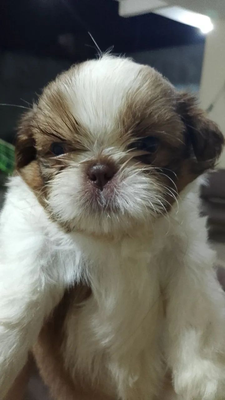 CACHORRINHO - Foto 4