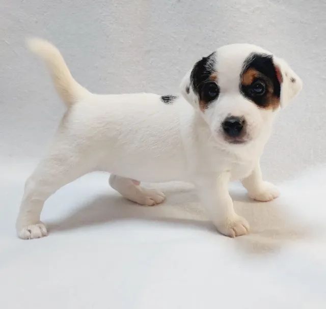 Jack Russell terrier  - Foto 2