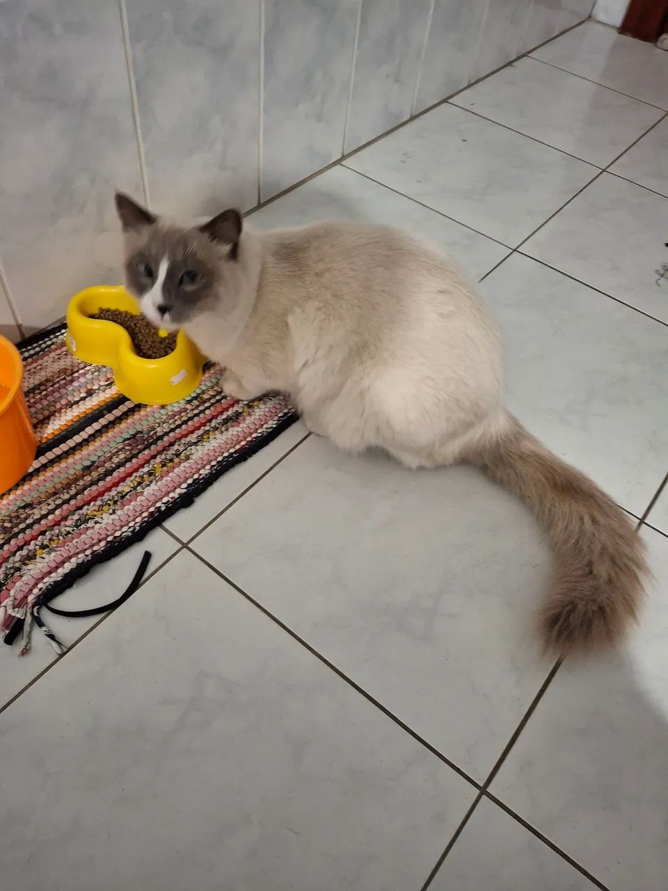 Gato