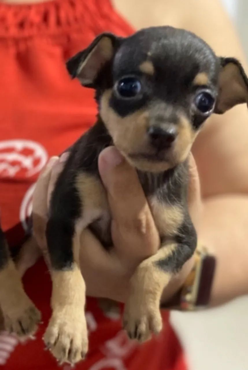 Pinscher filhote macho - Foto 3