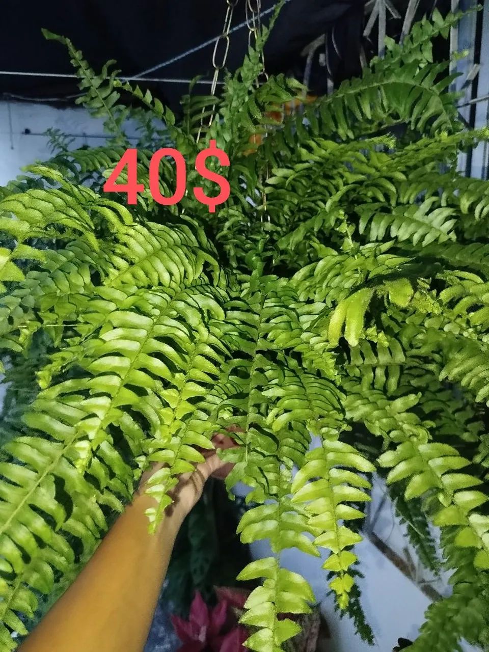 Plantas 