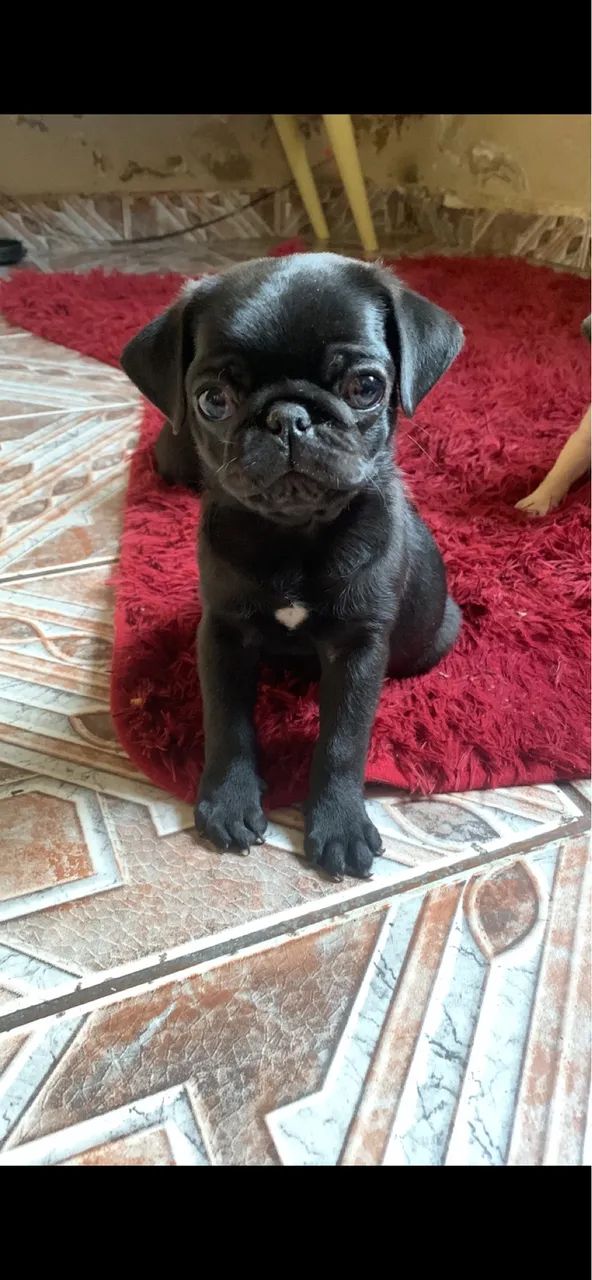 Vendo cachorro  Pug - Foto 3