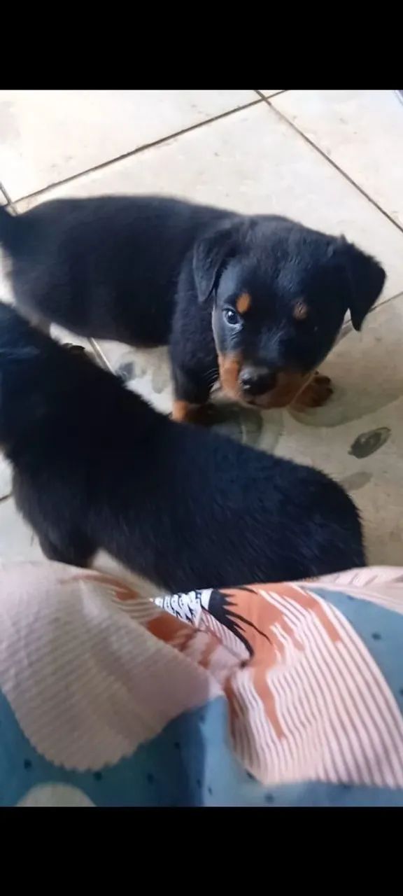 Rottweiler  - Foto 2