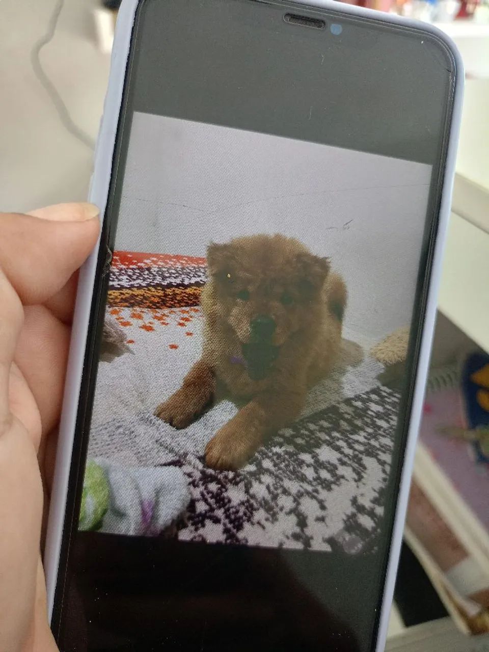 Cachorro Chow chow  - Foto 2