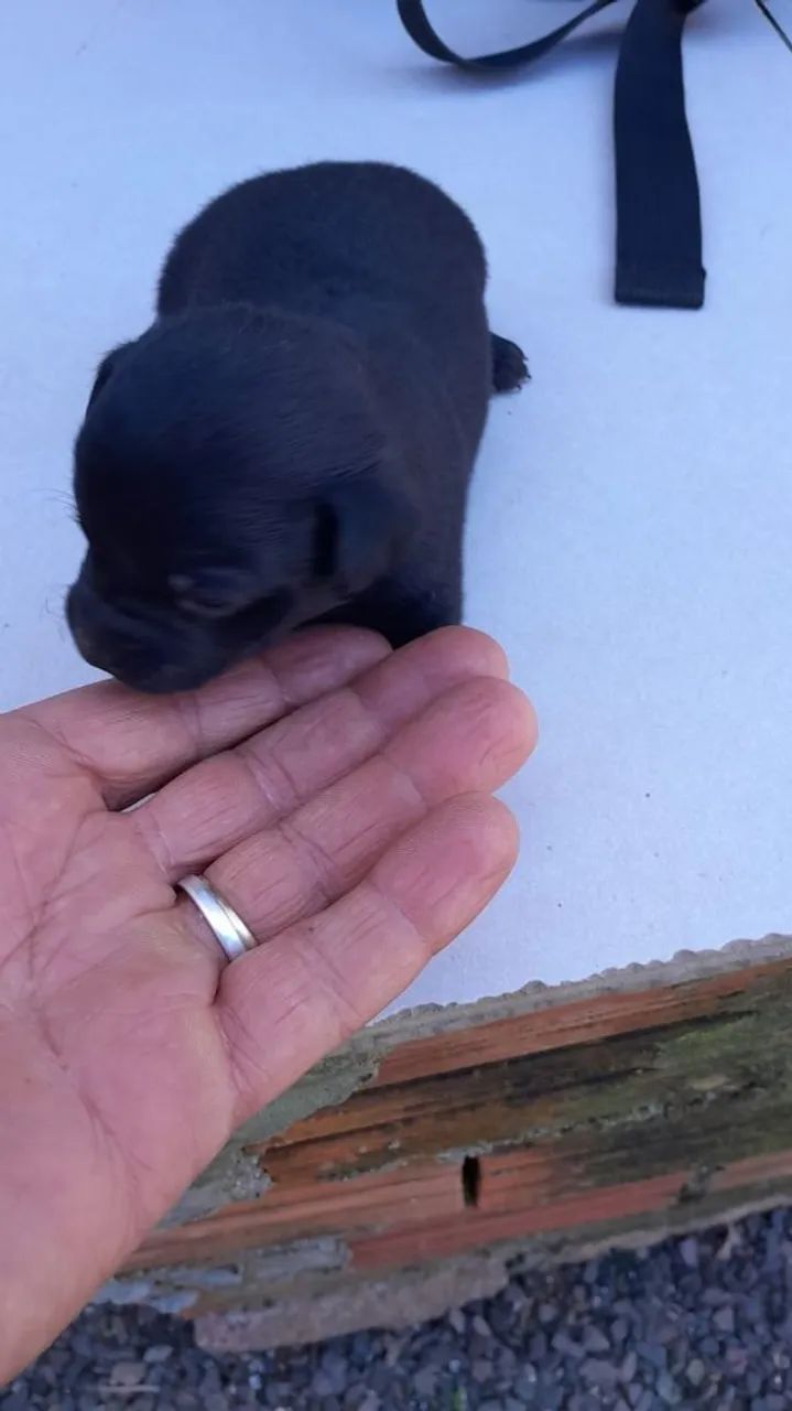 Vendo pinscher  - Foto 3