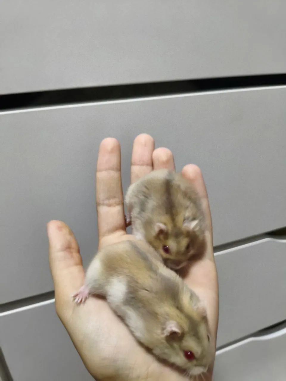 Hamster anão russo - Foto 2