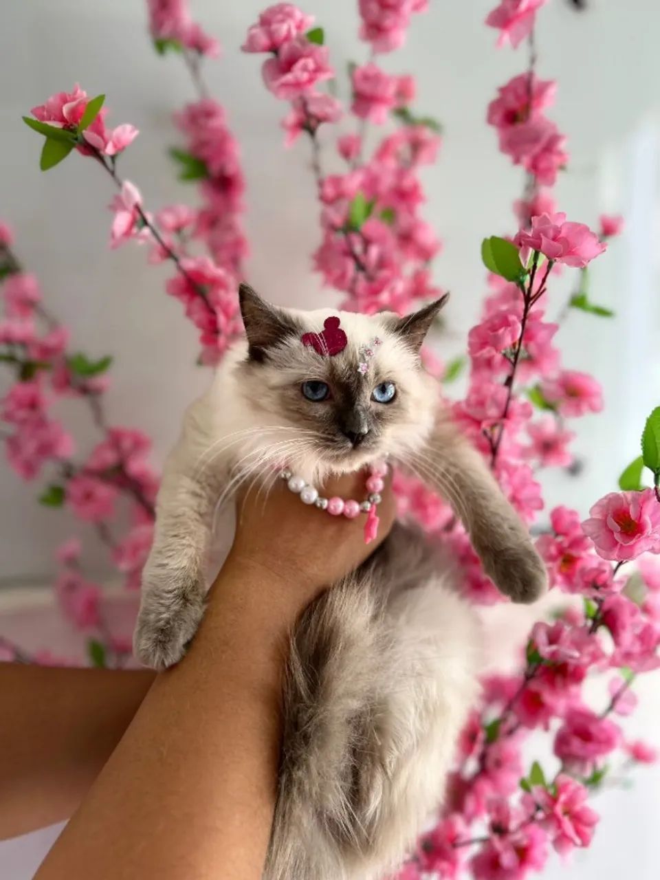 Ragdoll - Foto 2