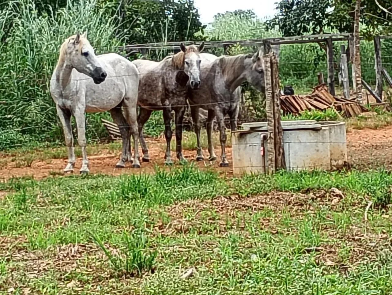 Cavalo, égua e potra 3 pelo valor de 1 