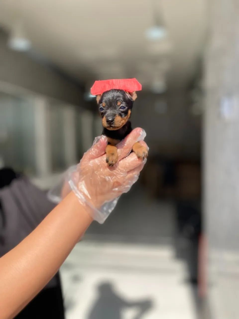 Pinscher Miniatura com temperamento excelente
