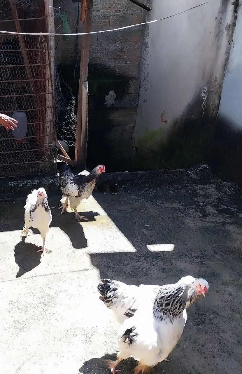 Vendo Legítimos frangos da  Raça Brahma - Foto 6