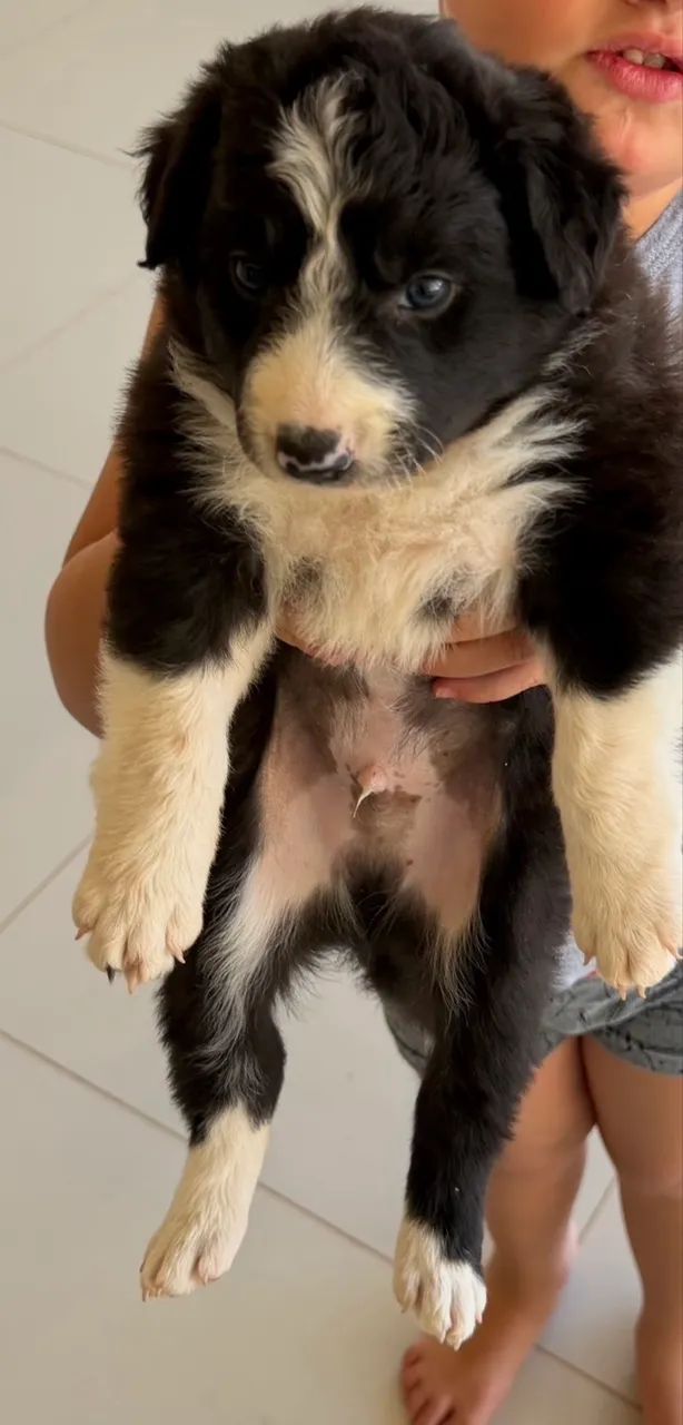 Filhotes de BORDER COLLIE 100%puro MACHO - Foto 4