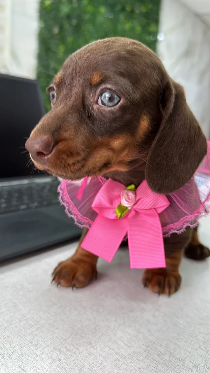 Dachshund Itajaí 