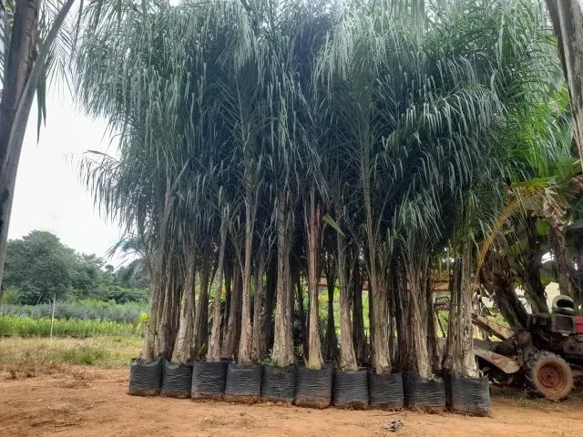 Plantas direto do produtor preço imperdivel