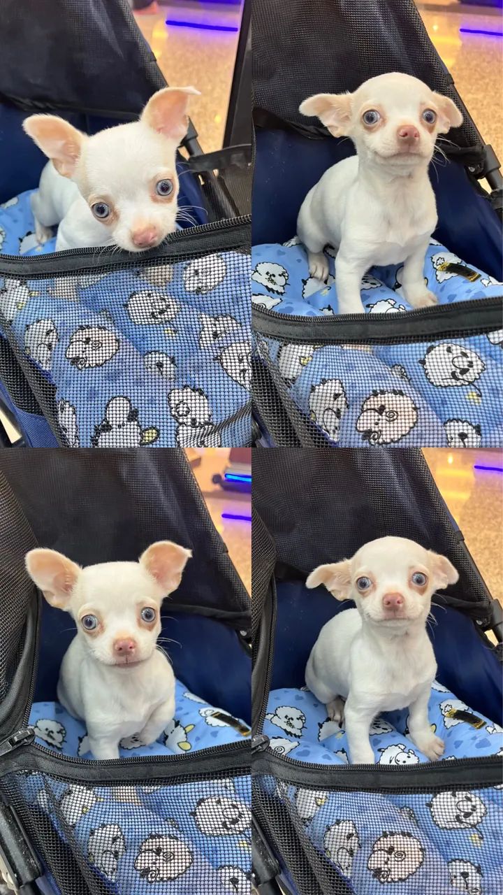 Filhote de Chihuahua macho - Branco 