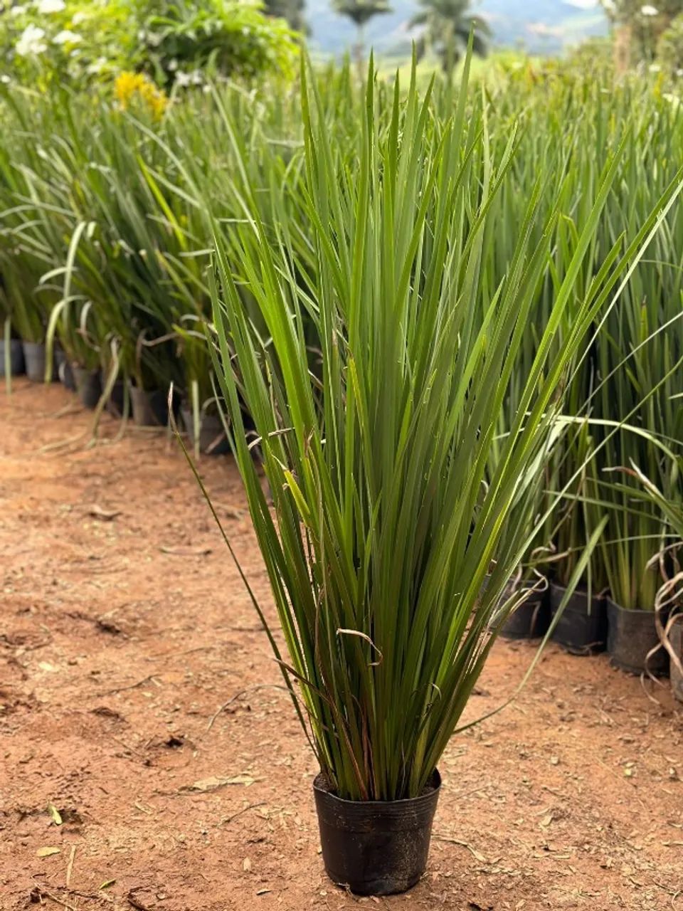 Plantas direto do produtor preço imperdivel - Foto 3