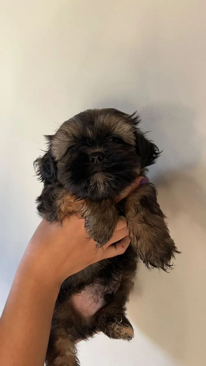 Lhasa Apso Puro macho - Foto 4