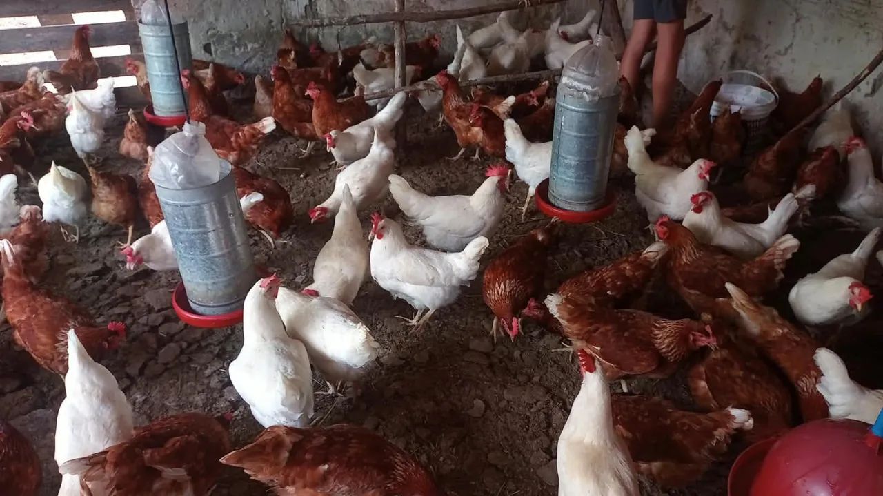 Galinhas poedeiras. - Foto 2