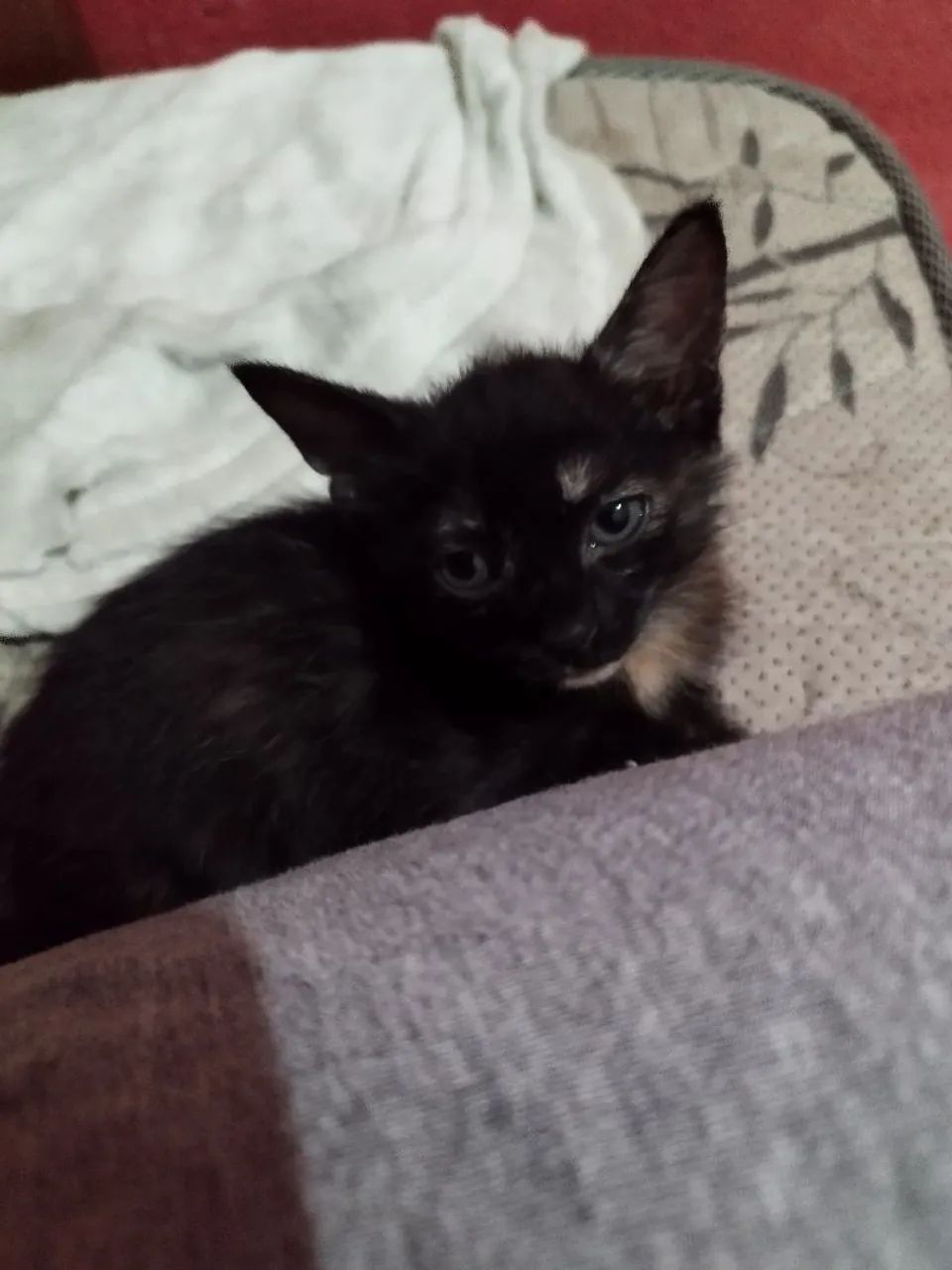 Gatinhos - Foto 2