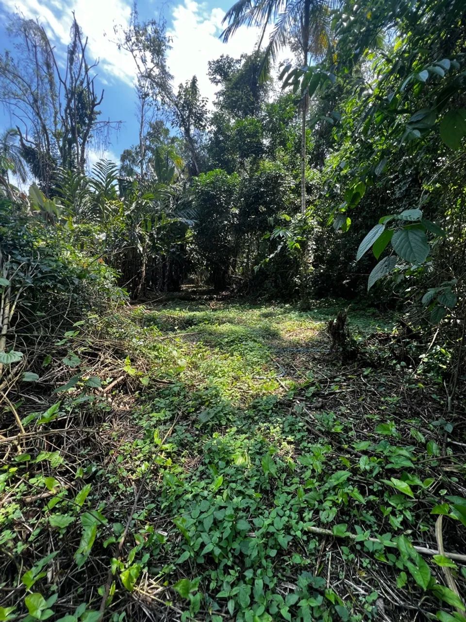 Vendo terreno no Ubatumirim  - Foto 4