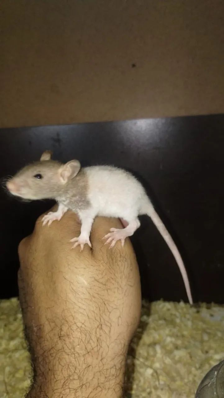 Rato Twister 