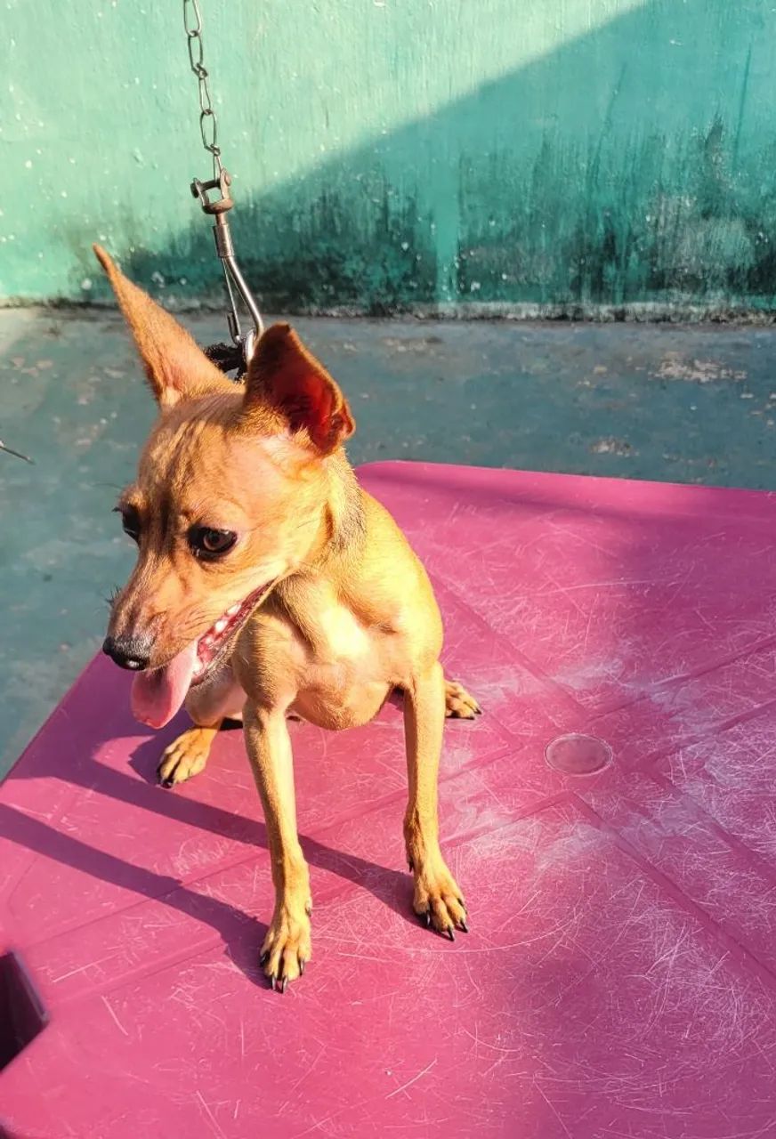 Pinscher n°1 - Foto 4