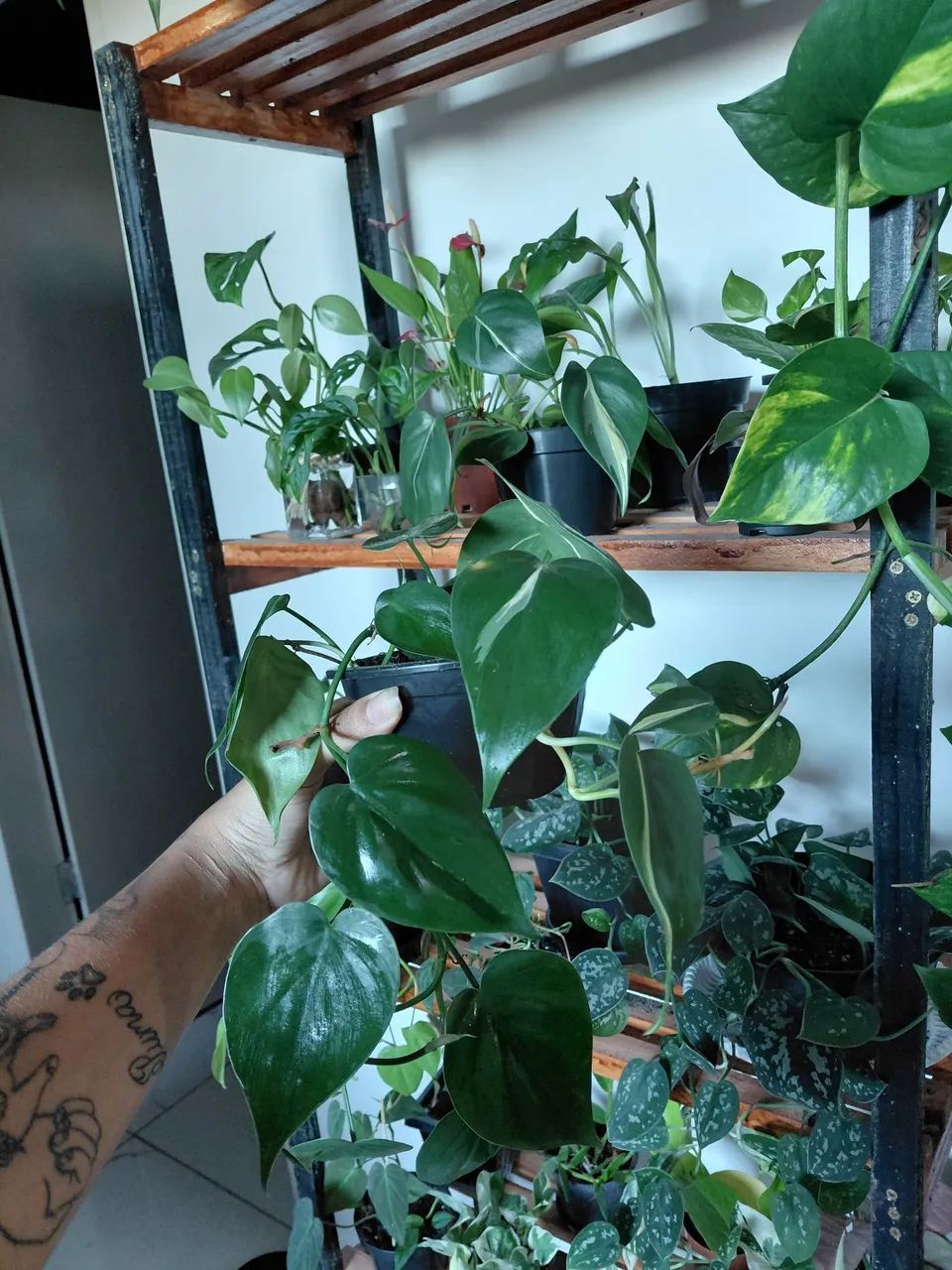 Plantas - Foto 2