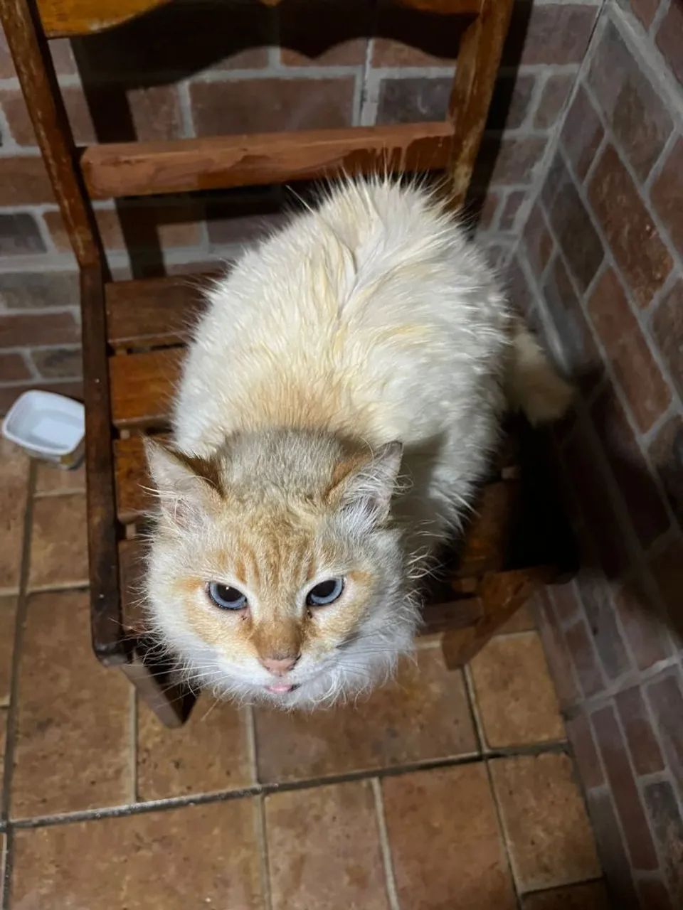 Doa se gata  - Foto 3