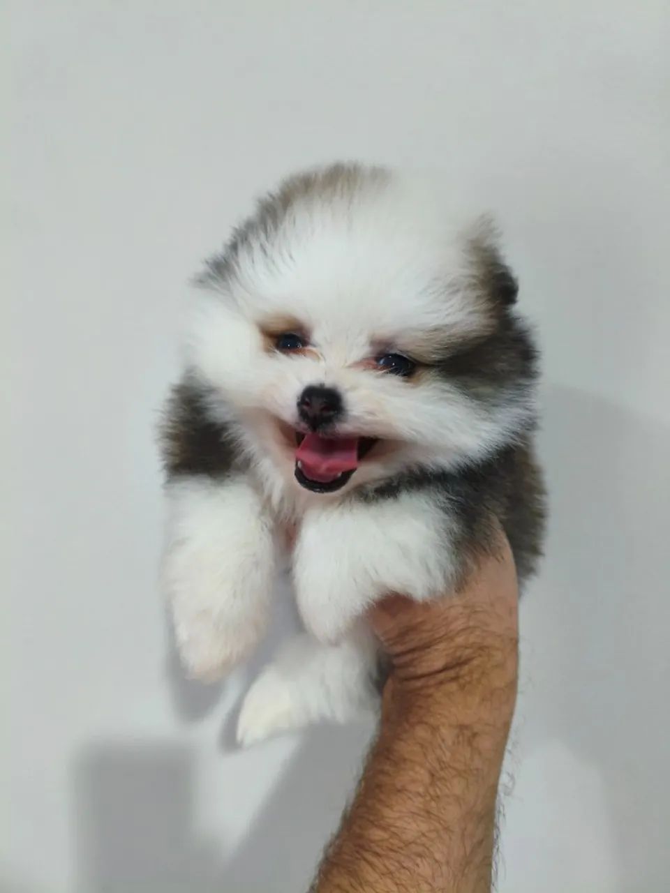 Lindo macho de Spitz alemão anão exótico. - Foto 4